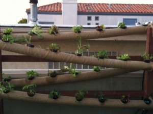 Our new hydroponic garden!